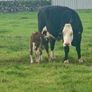 5 star heifer Image 6
