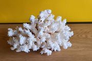 White natural coral approx 700 grams