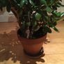 Beautiful Crassula (Money Tree) Plant, 12 years old Image 5