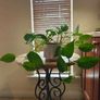 hanging plant Image 10