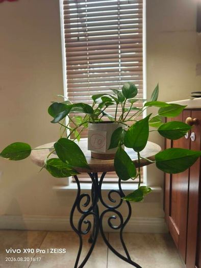 hanging plant