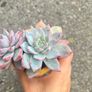 plant Image 2