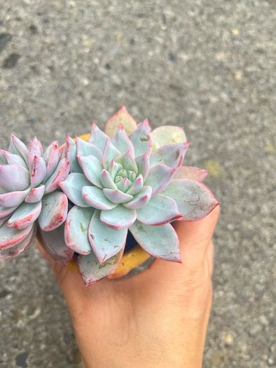 plant