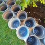 20x small plastic plant pot Image 4