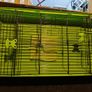 Rabbit Cage/Guinea Pig Cage Image 2