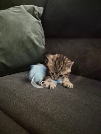 Adoption