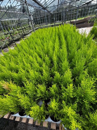 Small Trees
