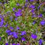 Summer Bedding Plants Image 2