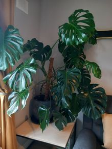 Large Monstera plant