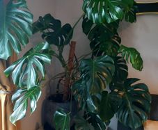 Large Monstera plant
