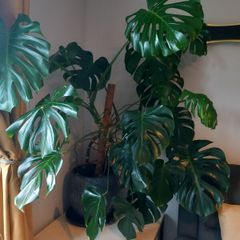Large Monstera plant