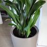 Aspidistra Elatior planter Image 2