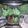 crested geckos and setup Image 2