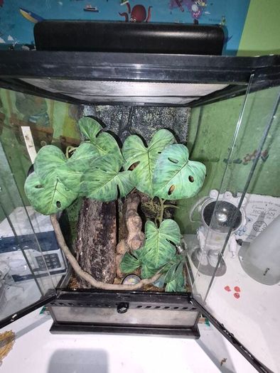 crested geckos and setup