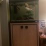 fish tank Image 2