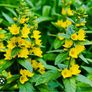 Job lot Cottage garden perennial flowers Image 7