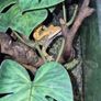 crested geckos and setup Image 3