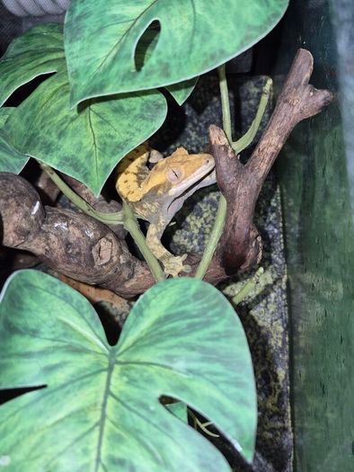 crested geckos and setup