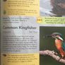 Bird Books Image 4