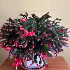 House plants