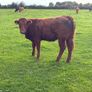 LMX - Organic heifers Image 6