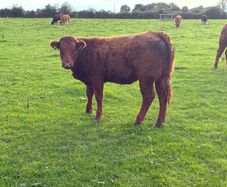LMX - Organic heifers