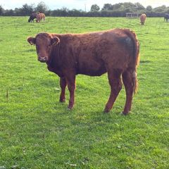 LMX - Organic heifers
