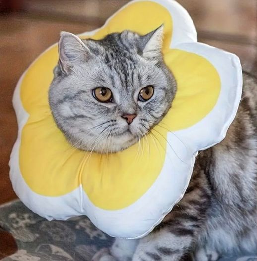 Flower-shaped soft Elizabethan collar