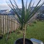 Plants Image 2
