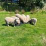 Dorset Ram Lambs Image 4