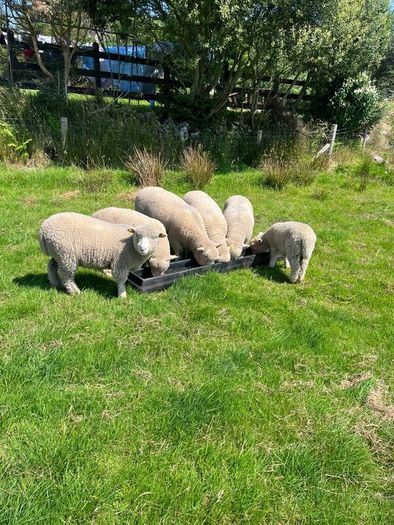 Dorset Ram Lambs