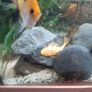 pet Image 4