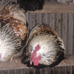 Cockerals