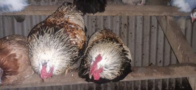 Cockerals