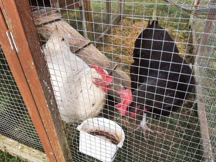 2 Free Hens