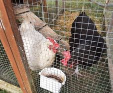 2 Free Hens