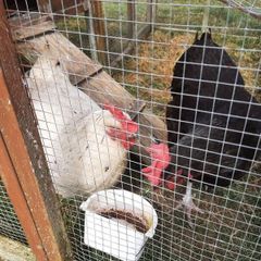2 Free Hens