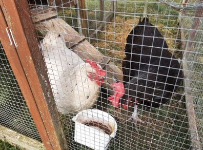 2 Free Hens