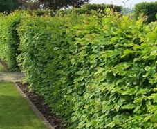 Hornbeam hedging