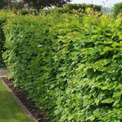 Hornbeam hedging