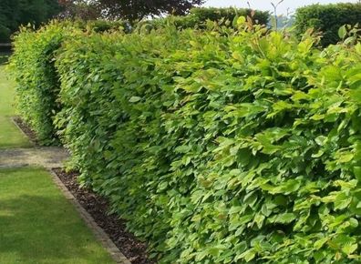 Hornbeam hedging