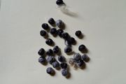 Asparagus seeds