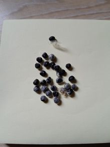 Asparagus seeds