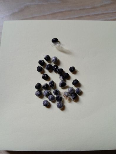 Asparagus seeds
