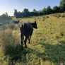 In calf heifers Image 10