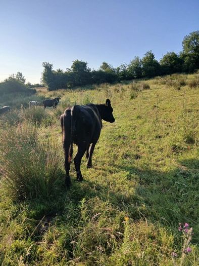 In calf heifers