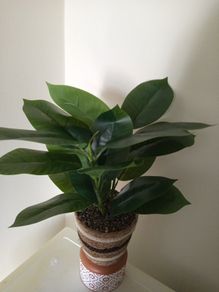 Fake plant
