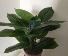 Fake plant