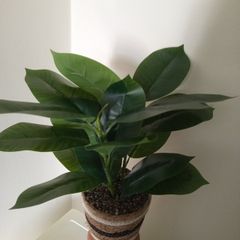 Fake plant