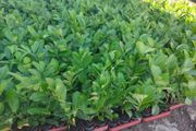 Laurel Hedging